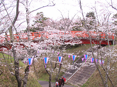 小見川城山公園の桜でお花見